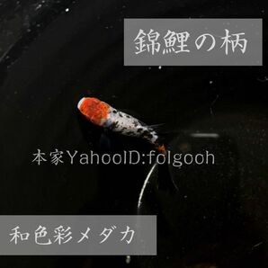 【和色彩メダカ】和三色(雲州めだか) の 有精卵 12個　+α(保証分) 