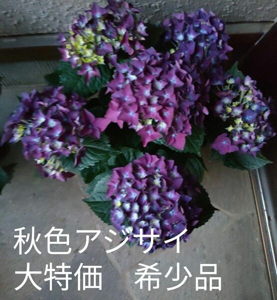 プライスダウン　紫陽花（あじさい、ハイドランジア）ディープパープル　5寸鉢