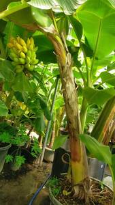 ムサドワーフナムワバナナ苗、耐寒性バナナ苗