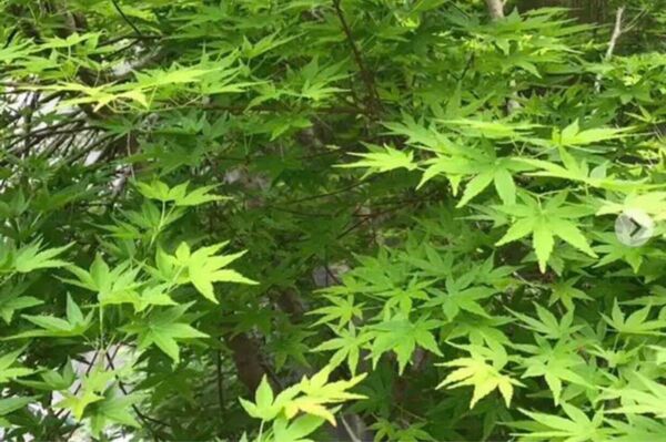 もみじの枝付き葉っぱ 完全無農薬 20枚