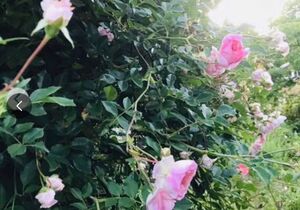 0501a ピンクの可愛い花が咲き誇るツル薔薇苗