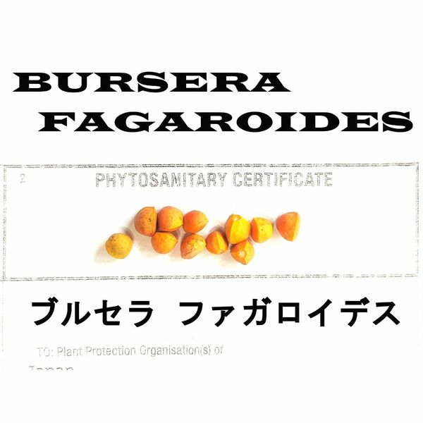 1月入荷 5粒 ブルセラ ファガロイデス 種 種子 証明書あり