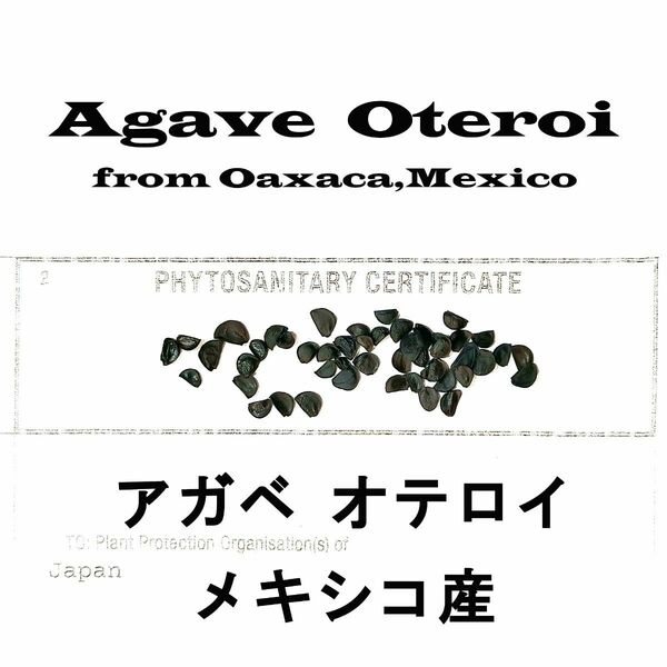 11月入荷 100粒+ メキシコ産 オテロイ 種子 種 証明書あり Agave oteroi チタノタ titanota アガベ