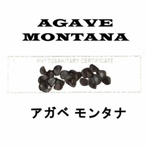 1月入荷 50粒+ アガベ モンタナ 種子 種子 Agave montana