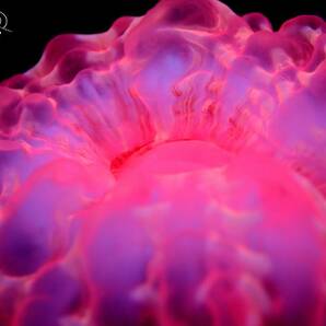 激美小型！『コハナガタサンゴ/蛍光ピンク』サイズ/約６センチ サンゴ〔ウミセカイ〕の画像2