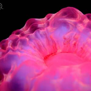 激美小型！『コハナガタサンゴ/蛍光ピンク』サイズ/約６センチ サンゴ〔ウミセカイ〕の画像3