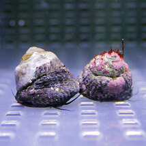 シッタカ貝 30匹セット （注意）水なしで送ります(A-1994) 海水魚 サンゴ 生体_画像1