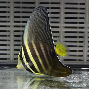 ヒレナガハギ 6-8cm±(A-0157) 海水魚 サンゴ 生体