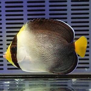 チリメンヤッコ 7-9cm± (A-0124) 海水魚 サンゴ 生体
