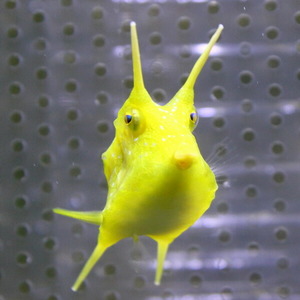 コンゴウフグ 6-8cm±(A-0368) 海水魚 サンゴ 生体