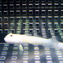 ミズタマハゼ 6-8cm±(A-4561) 海水魚 サンゴ 生体_画像1