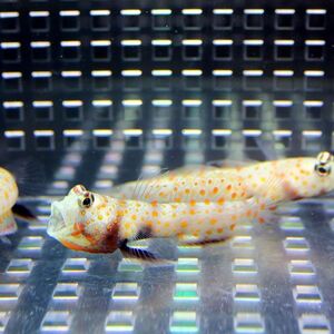 ヤマブキハゼ 4-6cm± (A-0015) 海水魚 サンゴ 生体