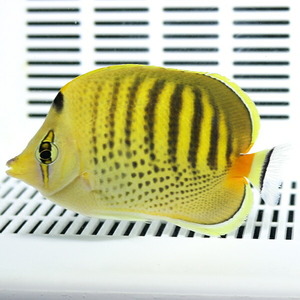 シチセンチョウ 7-9cm±(A-0276) 海水魚 サンゴ 生体