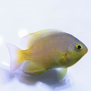ネッタイスズメダイ 3-4cm(A-3204) 海水魚 サンゴ 生体