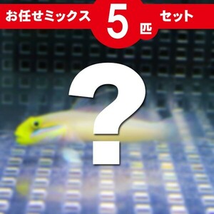 ハゼ MIX 5匹セット(A-2706) 海水魚 サンゴ 生体