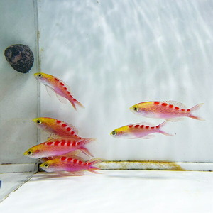 アサヒハナゴイ 1匹 5-7cm± (A-0327) 海水魚 サンゴ 生体