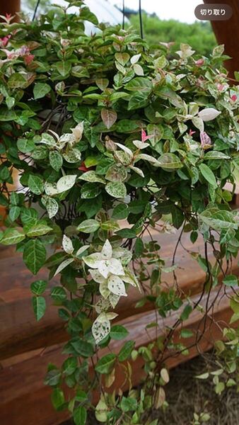 ★ハツユキカズラ★からませて★どんどん増える★寄せ植えに★根っこつき!よく育つ