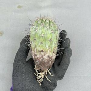 1 copiapoa cinerea var. gigantea / コピアポア シネレア ギガンティア ギカンテア [検索] パキポディウム グラキリス オペルクリカリア