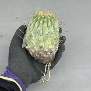 5 copiapoa cinerea var. gigantea / コピアポア シネレア ギガンティア ギカンテア [検索] パキポディウム グラキリス オペルクリカリア