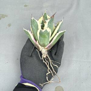 12 Agave titanota Snaggle Tooth / agave chitanotasnagru toe s..[ search ]pakipotiumgla drill s Opel k licca rear 