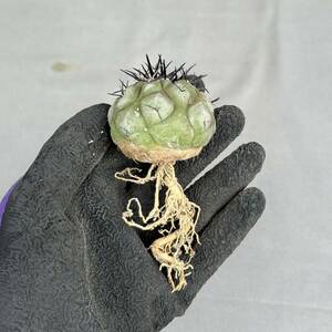 17 Copiapoa cinerea / コピアポア シネレア 黒王丸 [検索] サボテン パキポディウム グラキリス オペルクリカリア パキプス ピグマエア 