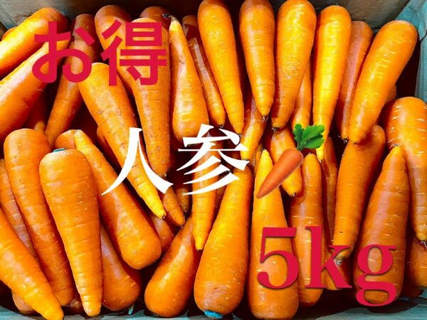 新鮮野菜の人参　5kgBOX 全国送料無料