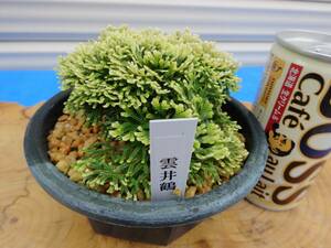 i.... goods {.. crane }10 year thing rock pine volume Kashiwa classic gardening plant iwahiba bonsai 