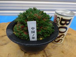 i... rare goods kind { China no.} 10 year thing rock pine volume Kashiwa classic gardening plant iwahiba bonsai 
