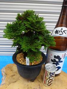 i.... goods { sphere lion }20 year thing rock pine volume Kashiwa classic gardening plant iwahiba bonsai 