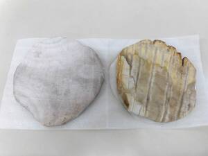 5162BNZ*Petrified Woodpetolifaido wood .. tree Indonesia fossil cut . stock wheel cut . appreciation stone tree fossil board shape plate * used [ free shipping ]