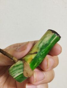 ２【驚くほど太い茎】斑入りモンステラ　ホワイトタイガー　とても元気な茎　芽点がかなり膨らんできました