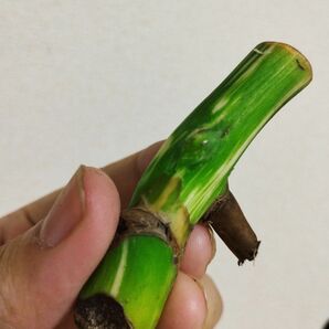 ４【驚くほど太い茎】斑入りモンステラ　ホワイトタイガー　とても元気な茎　芽点がかなり膨らんできました