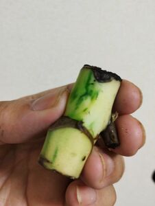 ７【驚くほど太い茎】斑入りモンステラ　ホワイトタイガー　とても元気な茎　芽点がかなり膨らんできました