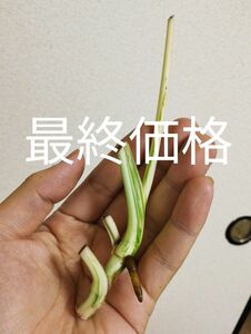 ６【完璧なホワイトタイガー】【茎と芽点が真っ白】【極めて希少】極斑入りモンステラ　複数節付きのトップカット苗