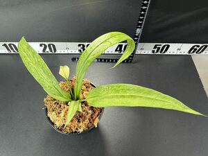 アンスリウム ビッタリフォリウム 斑入りAnthurium Vittarifolium Variegated :V9