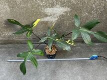 フィロデンドロンフロリダビューティー斑入りPhilodendron 'Florida Beauty' Variegated:7_画像1