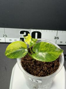 モンステラデリシオーサ イエローマリリン Monstera Deliciosa Yellow Marilyn 組織培養苗　順化済:T4