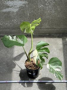 モンステラ ボルシギアナ アルボ ホワイトタイガー斑入り Monstera Borsigiana Albo Variegated :X5