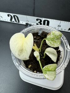 モンステラ デリシオーサ ホワイトモンスター Monstera deliciosa White Monster 組織培養苗 順化済:M3