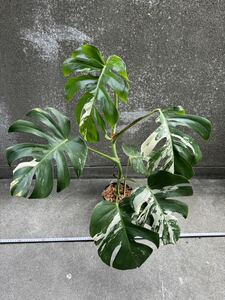 モンステラ ボルシギアナ アルボ ホワイトタイガー斑入り Monstera Borsigiana Albo Variegated:V1