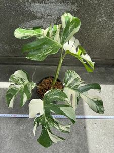 モンステラ ボルシギアナ アルボ ホワイトタイガー斑入り Monstera Borsigiana Albo Variegated:V5