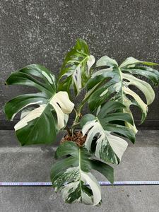 モンステラ ボルシギアナ アルボ ホワイトタイガー斑入り Monstera Borsigiana Albo Variegated:V6