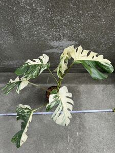 モンステラ ボルシギアナ アルボ ホワイトタイガー斑入り Monstera Borsigiana Albo Variegated:V8