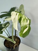 モンステラ ボルシギアナ アルボ ホワイトタイガー斑入り Monstera Borsigiana Albo Variegated:I1_画像7