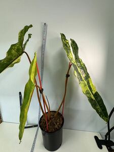 超希少 フィロデンドロン ビレッティア 斑入り Philodendron Billietiae Variegated 極上の限定株 