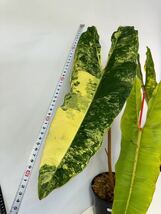 超希少 フィロデンドロン ビレッティア 斑入り Philodendron Billietiae Variegated 極上の限定株 _画像4