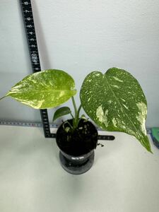 モンステラ デリシオーサ タイコンステレーション 斑入り Monstera Thai constellation variegated:V7