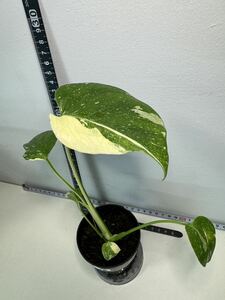 モンステラ デリシオーサ タイコンステレーション 斑入り Monstera Thai constellation variegated:V9