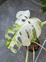 モンステラ ボルシギアナ アルボ ホワイトタイガー斑入り Monstera Borsigiana Albo Variegated:O4_画像4