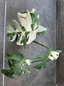 モンステラ ボルシギアナ アルボ ホワイトタイガー斑入り Monstera Borsigiana Albo Variegated:O6